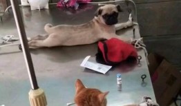 巴哥爆料线索视频在线观看,揭秘线索视频背后的惊人真相