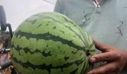 吃瓜胡一天网红