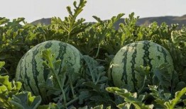 山西运城网红吃瓜,一场舌尖上的美食盛宴