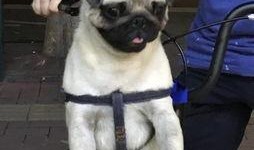 巴哥爆料线索视频在线观看,揭秘线索视频背后的惊人真相