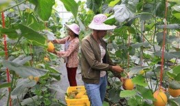 山西运城网红吃瓜,一场舌尖上的美食盛宴