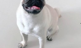 巴哥爆料线索视频在线观看,揭秘线索视频背后的惊人真相