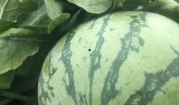 吃瓜胡一天网红