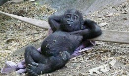 网红吃瓜像猩猩,猩猩般的真实演绎