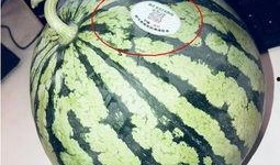 山西运城网红吃瓜,一场舌尖上的美食盛宴