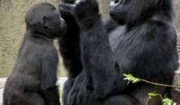 网红吃瓜像猩猩,猩猩般的真实演绎