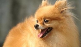 博美爆料新闻事件视频大全