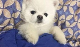 博美爆料新闻事件视频大全