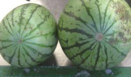 临沂网红圈吃瓜,揭秘幕后故事与热门话题