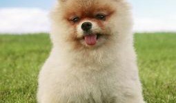 博美爆料新闻事件视频大全