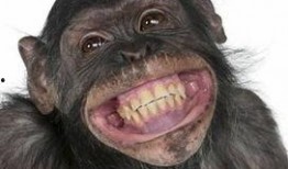 网红吃瓜像猩猩,猩猩般的真实演绎