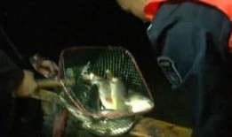 最新偷鱼爆料事件视频大全,揭秘水下盗猎黑幕
