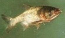 北京胖头鱼爆料视频,幕后真相大起底