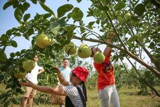 娱乐吃瓜酱桂花树,桂花树下那些不为人知的娱乐圈秘闻